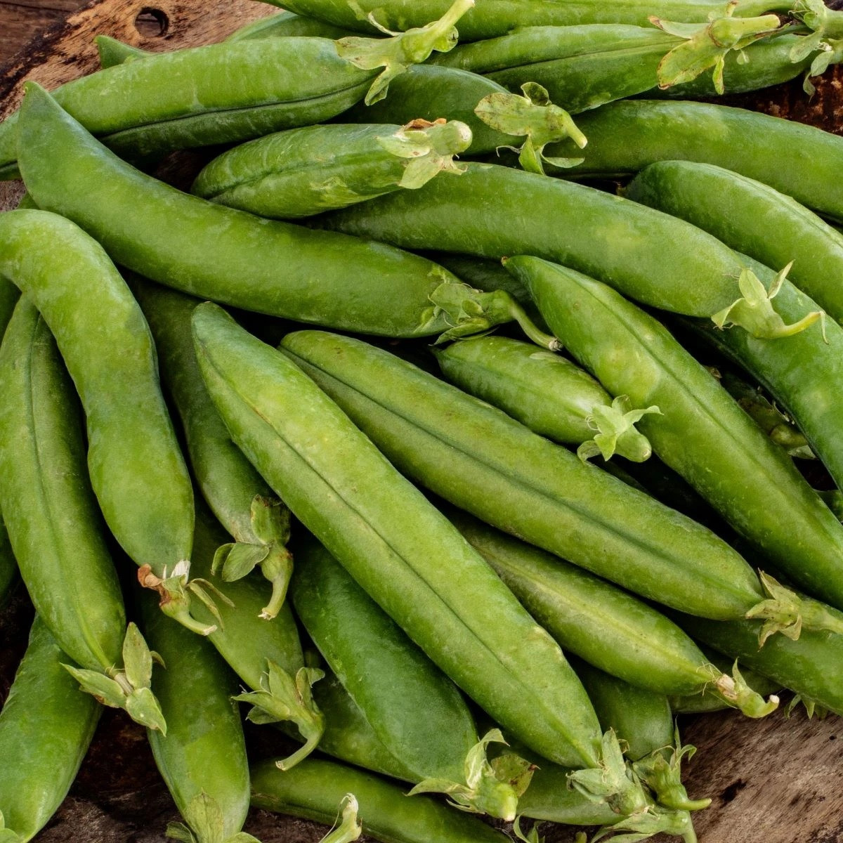 Hrách setý dřeňový Premio - Pisum sativum - semena - 60 ks