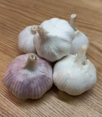 Sadbový česnek Morado de Cuenca - Allium - nepaličák - cibule česneku - 1 balení