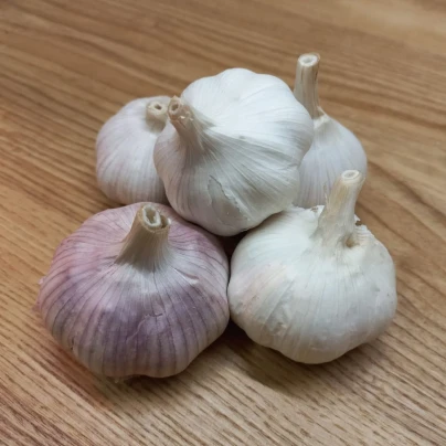 Sadbový česnek Morado de Cuenca - Allium - nepaličák - cibule česneku - 1 balení