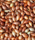 BIO Cibule sazečka Štutgart - Allium cepa - bio cibulky - 250 g
