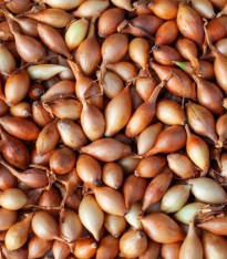 BIO Cibule sazečka Štutgart - Allium cepa - bio cibulky - 250 g
