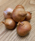 Cibule šalotka Biztro - Allium cepa - cibulky - 250 g