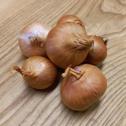 Cibule šalotka Biztro - Allium cepa - cibulky - 250 g