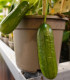 Okurka Cascadini F1 - okurka do květináče - Cucumis Sativus - semena - 5 ks