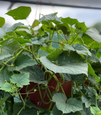 Okurka Cascadini F1 - okurka do květináče - Cucumis Sativus - semena - 5 ks