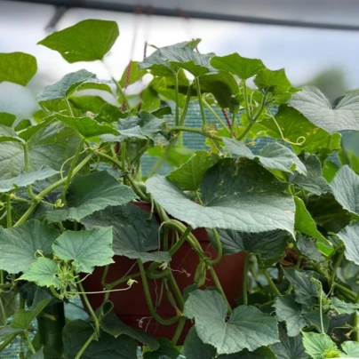 Okurka Cascadini F1 - okurka do květináče - Cucumis Sativus - semena - 5 ks