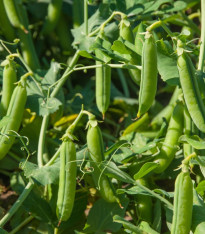 Hrách Grandera - Pisum sativum - semena - 40 ks