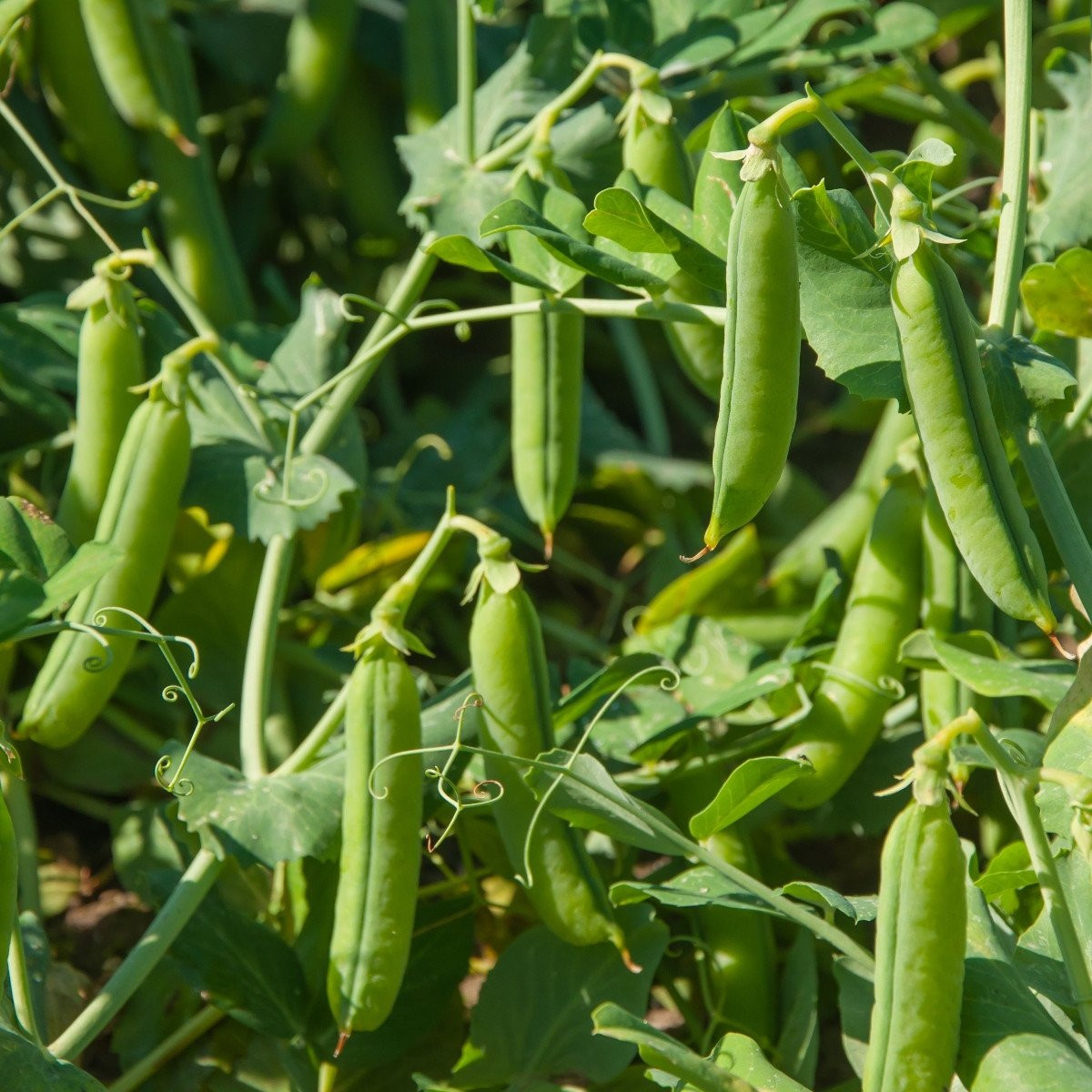 Hrách Grandera - Pisum sativum - semena - 40 ks