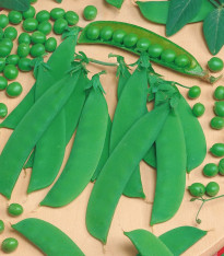 Hrách Delikata - Pisum sativum - semena - 40 ks