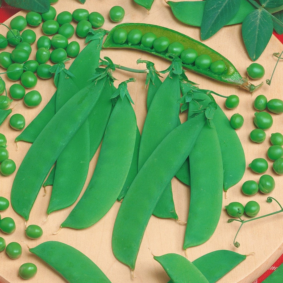 Hrách Delikata - Pisum sativum - semena - 40 ks