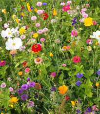 Včelí mls - semena Černý Biopro - letničková směs - 20 g