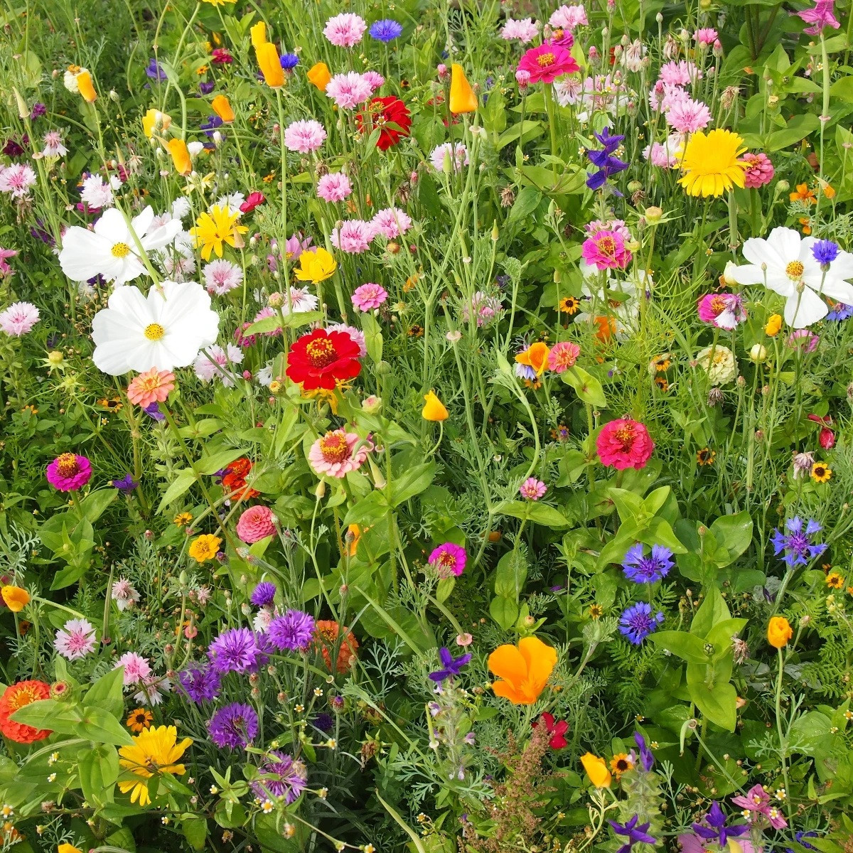 Včelí mls - semena Černý Biopro - letničková směs - 20 g