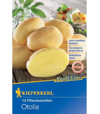 Sadbové brambory Otolia - Solanum tuberosum - brambory - 10 ks