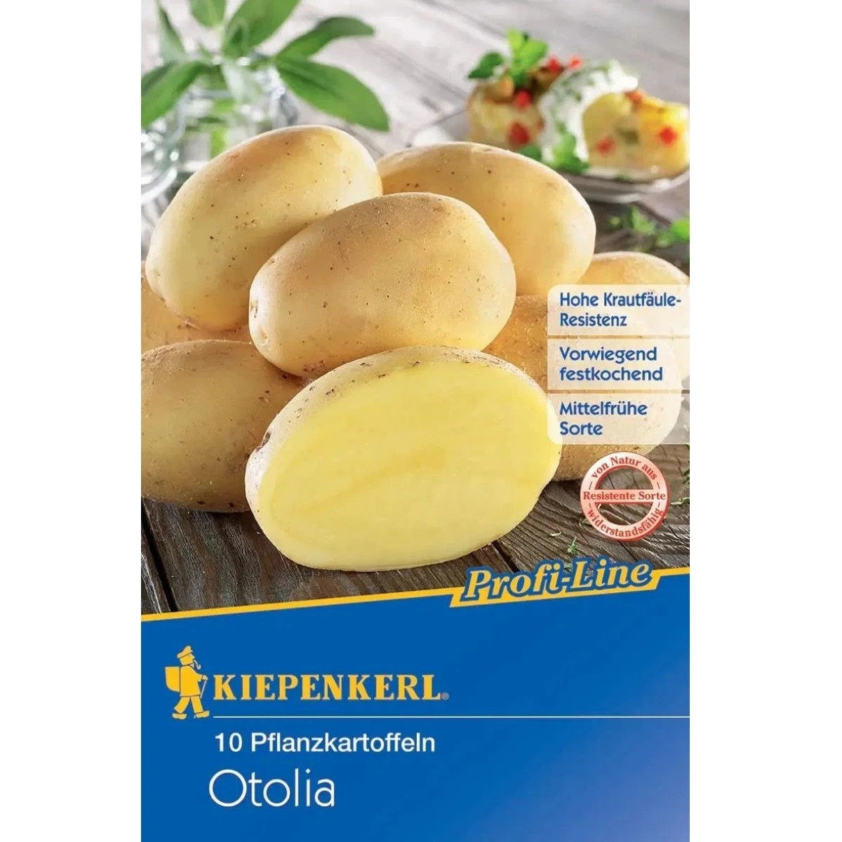 Sadbové brambory Otolia - Solanum tuberosum - brambory - 10 ks