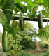 Okurka salátová Salamanda F1 - Cucumis sativus - semena - 6 ks