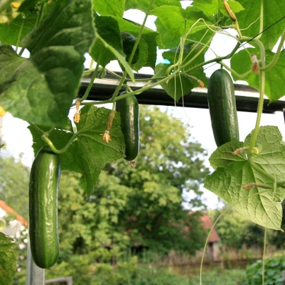 Okurka salátová Salamanda F1 - Cucumis sativus - semena - 6 ks