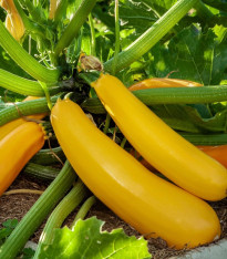 Cuketa Easy Pick Gold II F1 - Cucurbita pepo - semena - 7 ks