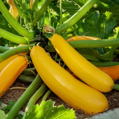 Cuketa Easy Pick Gold II F1 - Cucurbita pepo - semena - 7 ks