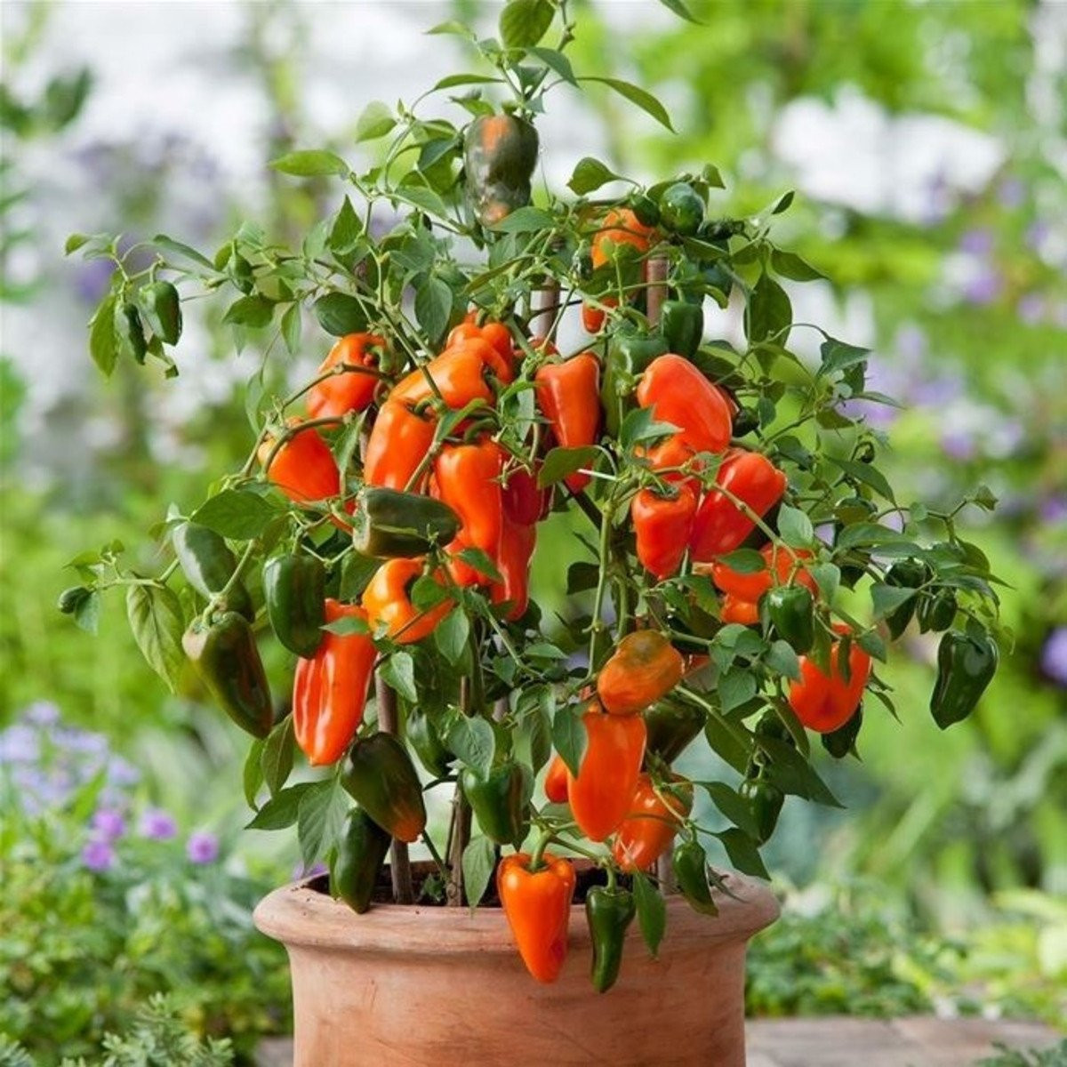 Paprika Lubega Mini Orange F1 - Capsicum annuum - semena - 5 ks