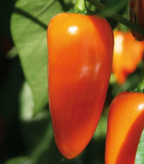Paprika Lubega Mini Orange F1 - Capsicum annuum - semena - 5 ks