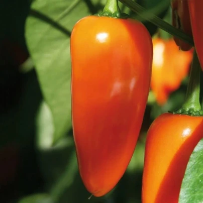 Paprika Lubega Mini Orange F1 - Capsicum annuum - semena - 5 ks