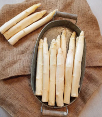 Chřest Gijnlim bílý - Asparagus officinalis - prostokořenné sazenice chřestu - 2 ks