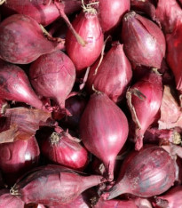 Cibule šalotka Schelia jarní červená - Allium cepa L. - semena cibule - 150 ks
