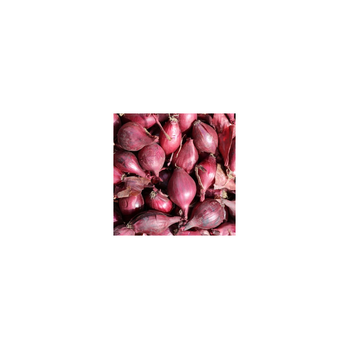 Cibule šalotka Schelia jarní červená - Allium cepa L. - semena cibule - 150 ks