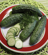 Okurka Patio Snacker F1 - vhodné pro balkóny - Cucumis sativus - semena - 8 ks