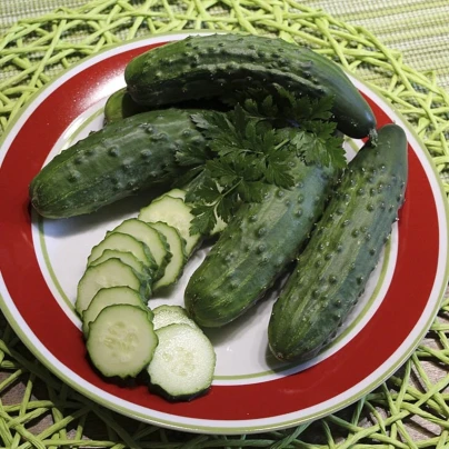 Okurka Patio Snacker F1 - vhodné pro balkóny - Cucumis sativus - semena - 8 ks