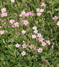 Šáter pacifický - Nevěstin závoj - Gypsophila pacifica - semena - 100 ks
