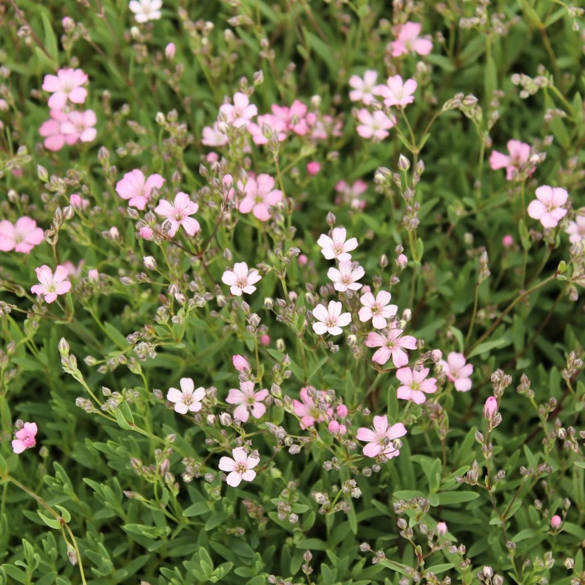 Šáter pacifický - Nevěstin závoj - Gypsophila pacifica - semena - 100 ks