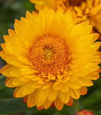 Slaměnka Lemon Yellow - Helichrysum bracteosum - semena - 300 ks