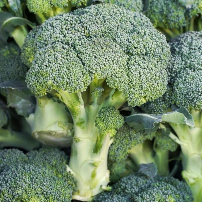 Brokolice Marathon F1 - Brassica oleracea - semena - 30 ks