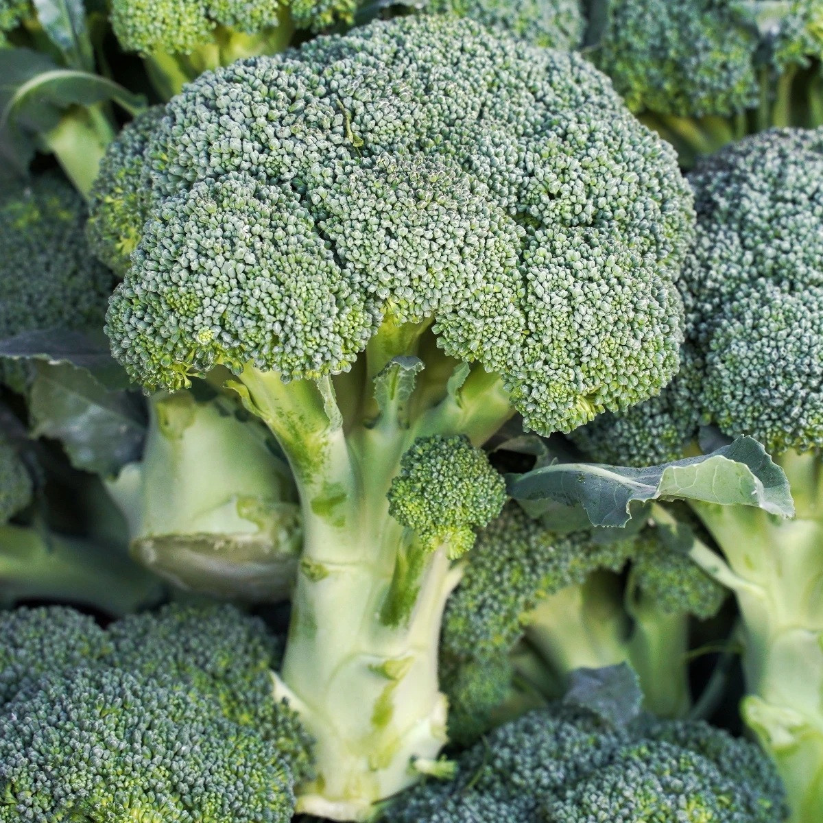 Brokolice Marathon F1 - Brassica oleracea - semena - 30 ks