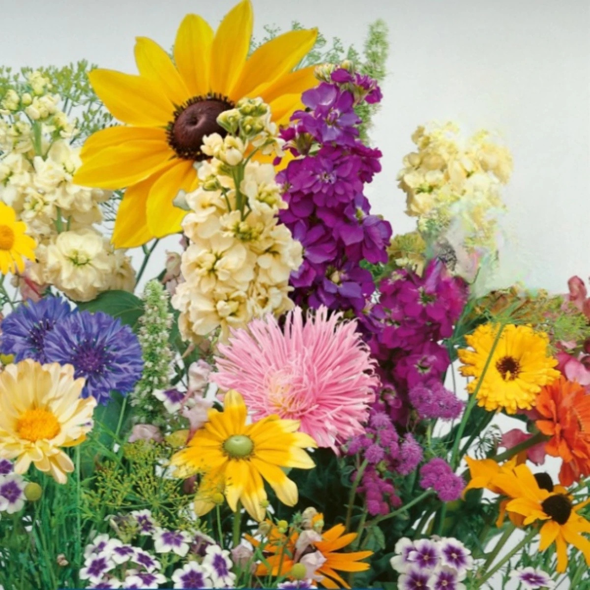 Květinová směs - Letní večer - semena Kiepenkerl - 1 ks