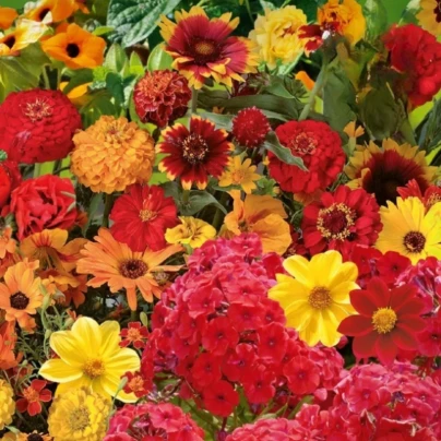 Květinová směs - Ohnivý večer - semena Kiepenkerl - 1 ks