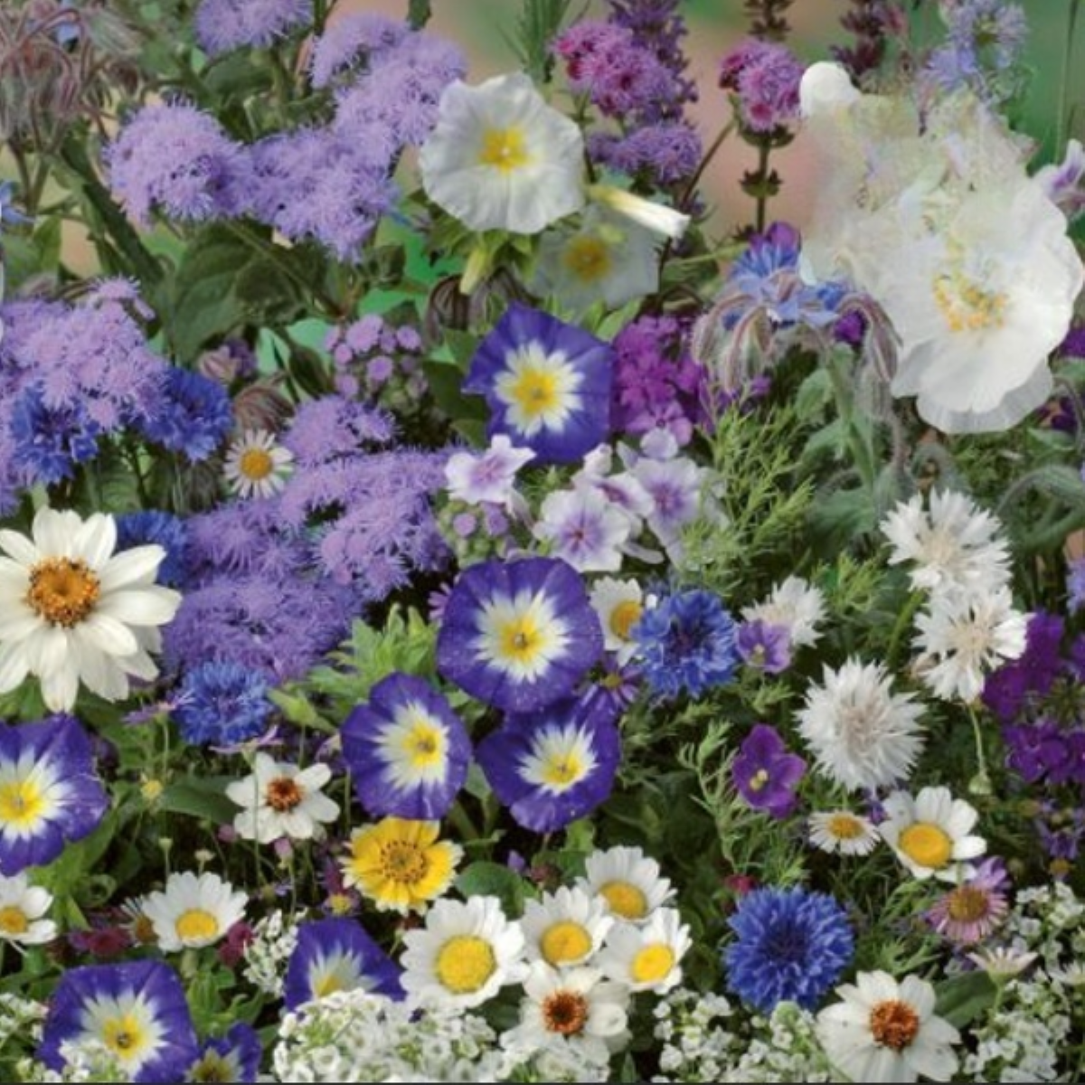 Květinová směs - Letní směs s atmosférou moře – Kiepenkerl