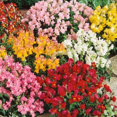Hledík větší Tom Pouce - Antirrhinum majus L. - semena - 300 ks