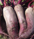 BIO Řepa červená Formanova - Beta vulgaris - bio semena - 50 ks