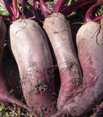 BIO Řepa červená Formanova - Beta vulgaris - bio semena - 50 ks