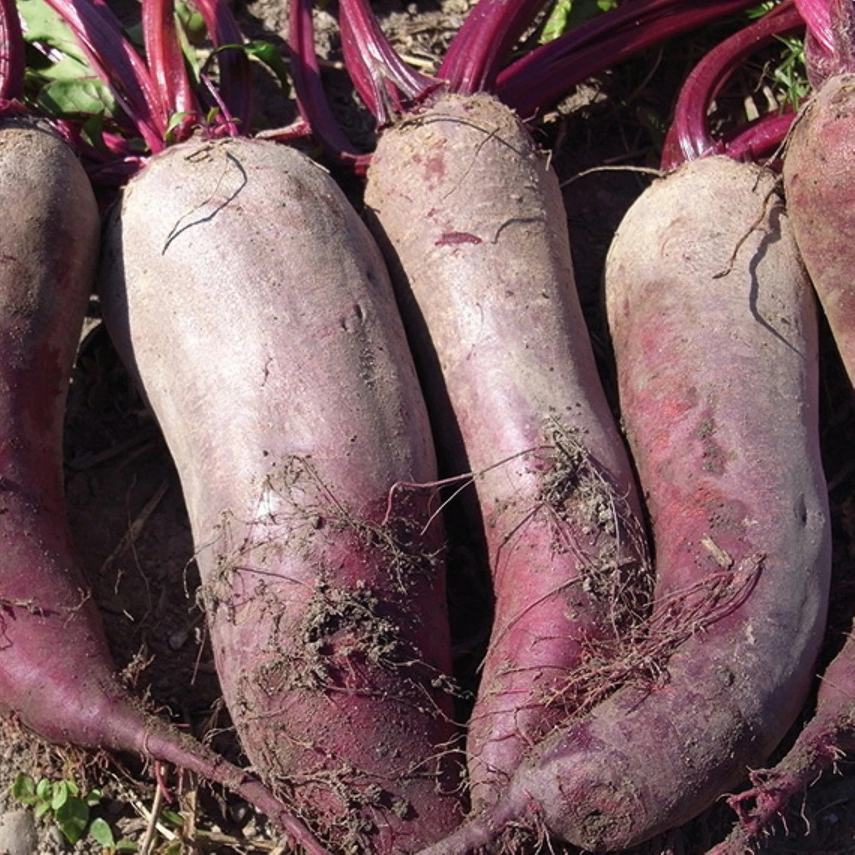 BIO Řepa červená Formanova - Beta vulgaris - bio semena - 50 ks