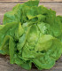 BIO Salát hlávkový Lucinde - Lactuca sativa - bio semena - 100 ks