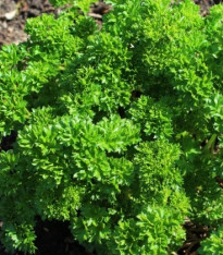 Petržel Zelená Perla - Petroselinum crispum - semena - 800 ks