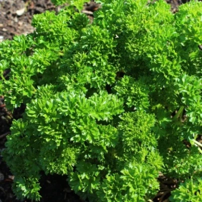 Petržel Zelená Perla - Petroselinum crispum - semena - 800 ks