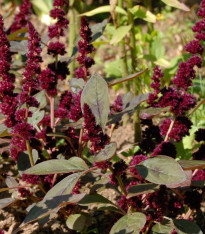 Laskavec Pygmy Torch - Amaranthus hypochondriacus - semena - 100 ks