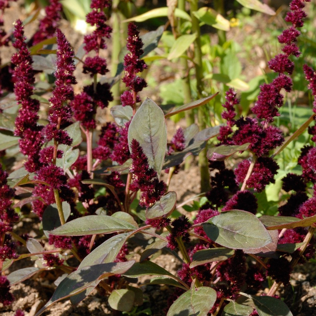 Laskavec Pygmy Torch - Amaranthus hypochondriacus - semena - 100 ks