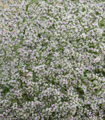 Suchobýl tatarský - Limonium tataricum - semena - 50 ks