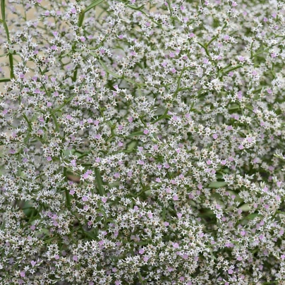 Suchobýl tatarský - Limonium tataricum - semena - 50 ks