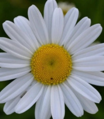 Kopretina úzkolistá - Leucanthemum graminifolium - semena - 50 ks